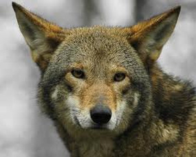 (Wolf) Ears - Facts about Wolves and Kitties!!